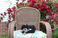 Bingo, a male Poodle - Toy  and Miniature Aussiedoodle for sale in Russellville, KY – 7 of 7