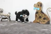 Bingo, a male Poodle - Toy  and Miniature Aussiedoodle for sale in Russellville, KY – Photo 2 of 3