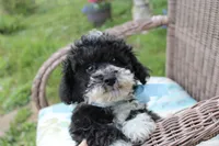 Bingo, a male Poodle - Toy  and Miniature Aussiedoodle for sale in Russellville, KY – 2 of 7