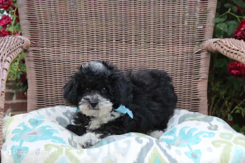 Bingo – Poodle - Toy , Miniature Aussiedoodle puppy for sale in Russellville, KY