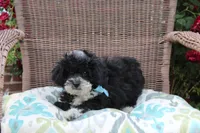 Bingo, a male Poodle - Toy  and Miniature Aussiedoodle for sale in Russellville, KY – 5 of 7