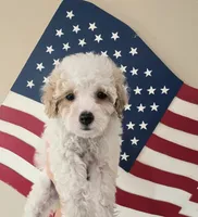 Curly Sue, a female Yorkipoo and Yorkshire Terrier for sale in Russellville, KY – 5 of 5