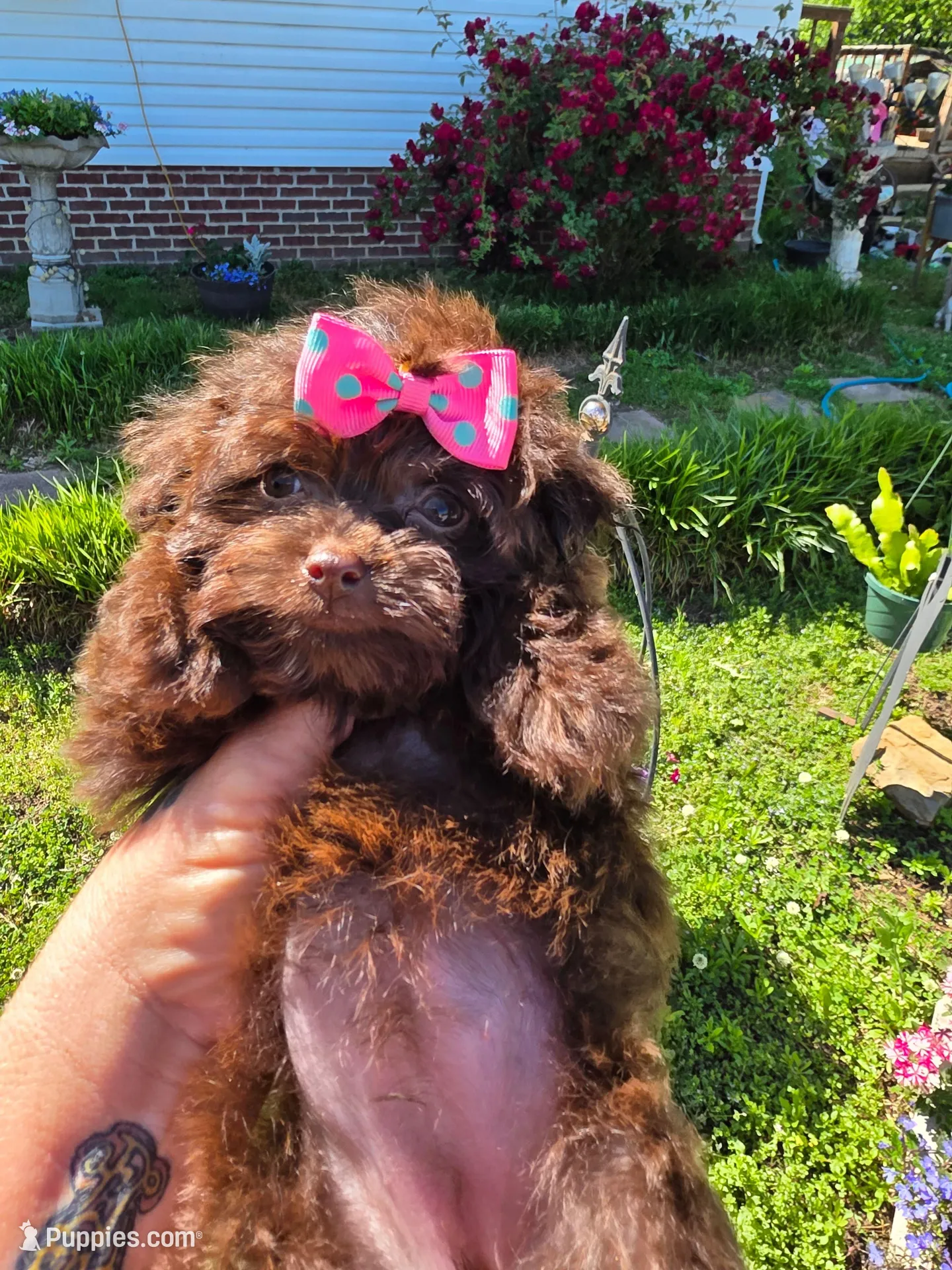 Cocoa Puffss, a female Pomapoo and Pomeranian for sale in Russellville, KY – 7 of 9