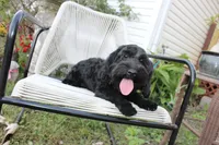 Onyx, a female Cockapoo and Cocker Spaniel for sale in Russellville, KY – 5 of 6