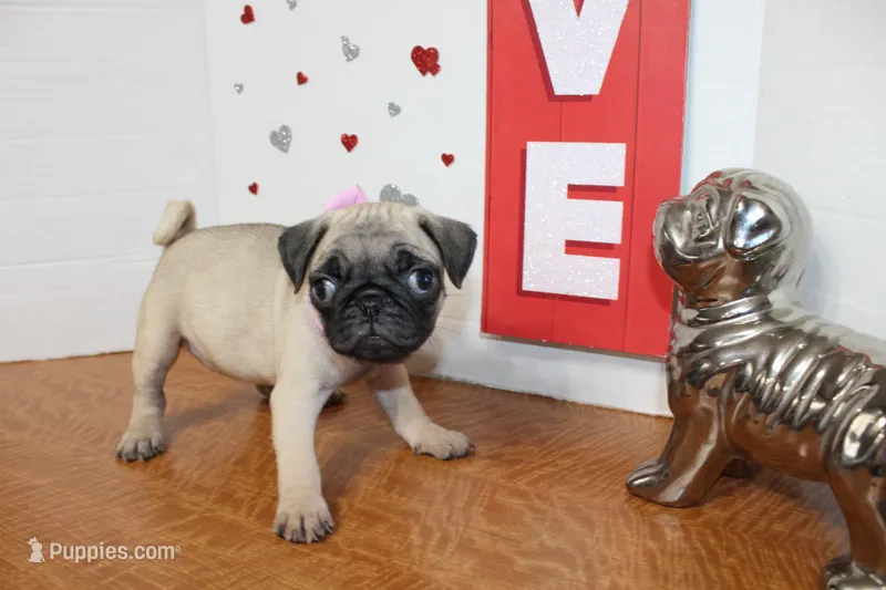 Pugtunia – Pug puppy for sale in Russellville, KY