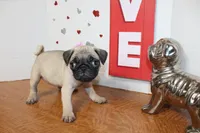 Pugtunia, a female Pug for sale in Russellville, KY – 4 of 9