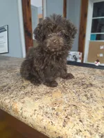 Cocoa Puffss, a female Pomapoo and Pomeranian for sale in Russellville, KY – 9 of 9