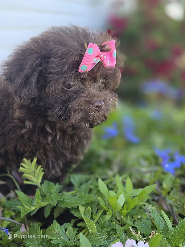 Cocoa Puffss – Pomeranian, Poodle - Toy  puppy on hold in Russellville, KY