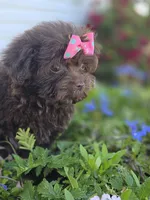 Cocoa Puffss, a female Pomapoo and Pomeranian for sale in Russellville, KY – 2 of 9