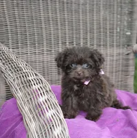 Cocoa Puffss, a female Pomapoo and Pomeranian for sale in Russellville, KY – 6 of 9