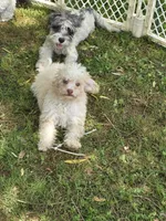 Tiny Tim toy size green eyes, a male Poodle - Toy  and Miniature Aussiedoodle for sale in Russellville, KY – 4 of 10