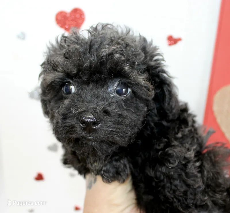 Sweetie pie Toy size 4 lb grown – Yorkipoo, Poodle - Toy  puppy for sale in Russellville, KY