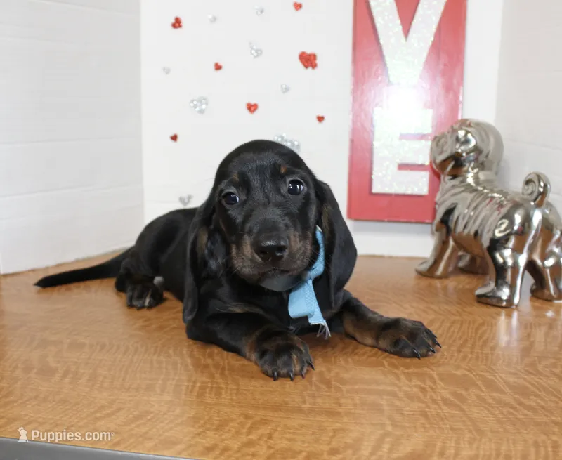 Weiner Dan – Miniature Dachshund puppy for sale in Russellville, KY