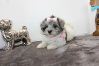 Dolly, a female Maltipoo and Maltese for sale in Russellville, KY – Photo 5 of 5