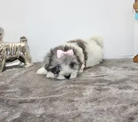 Dolly, a female Maltipoo and Maltese for sale in Russellville, KY – Photo 3 of 5