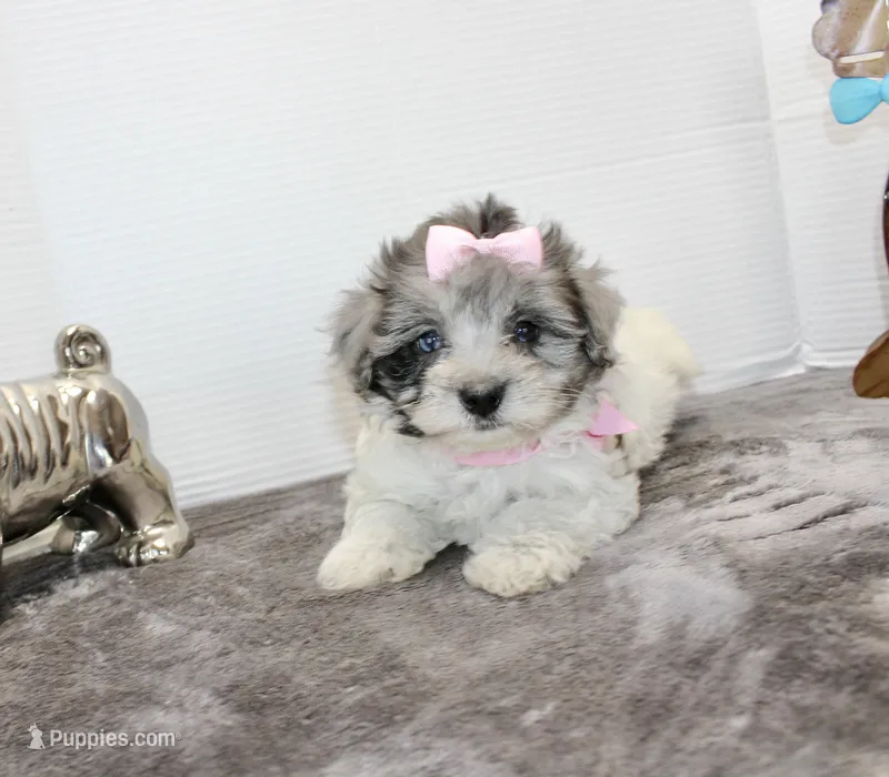 Dolly – Maltipoo, Maltese puppy for sale in Russellville, KY