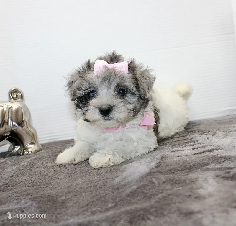 Dolly – Maltipoo, Maltese puppy for sale in Russellville, KY