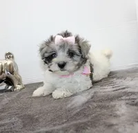 Dolly, a female Maltipoo and Maltese for sale in Russellville, KY – Photo 1 of 5