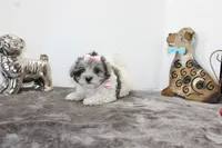 Dolly, a female Maltipoo and Maltese for sale in Russellville, KY – Photo 2 of 5