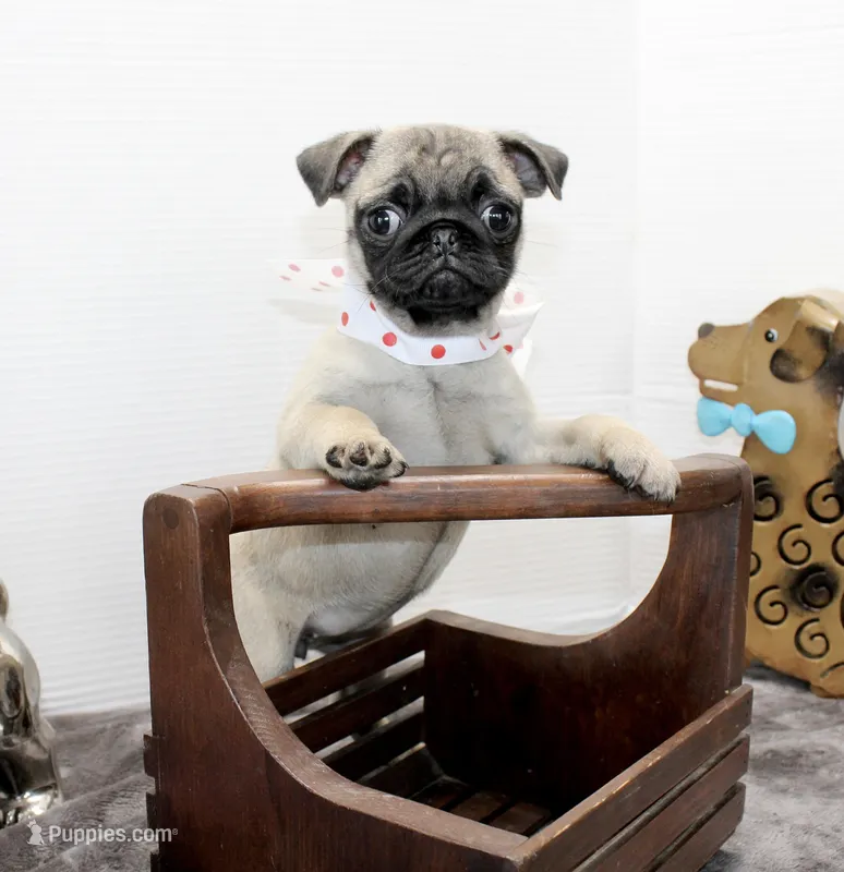 Sweet Pea – Pug puppy for sale in Russellville, KY