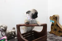 Sweet Pea, a female Pug for sale in Russellville, KY – Photo 6 of 7