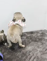 Sweet Pea, a female Pug for sale in Russellville, KY – Photo 2 of 7