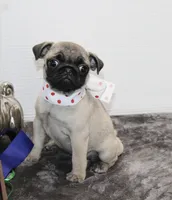 Sweet Pea, a female Pug for sale in Russellville, KY – Photo 4 of 7