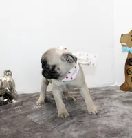 Sweet Pea, a female Pug for sale in Russellville, KY – Photo 5 of 7