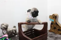 Sweet Pea, a female Pug for sale in Russellville, KY – Photo 7 of 7