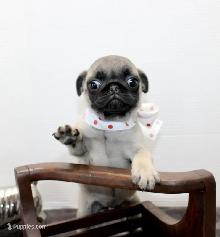 Sweet Pea – Pug puppy for sale in Russellville, KY