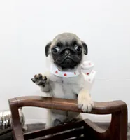 Sweet Pea, a female Pug for sale in Russellville, KY – Photo 1 of 7