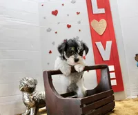 Daisy ( toy size), a female Yorkshire Terrier and Morkie for sale in Russellville, KY – 5 of 5