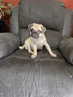 Pugarooney "Purebred Pug", a male Pug for sale in Russellville, KY – 4 of 6
