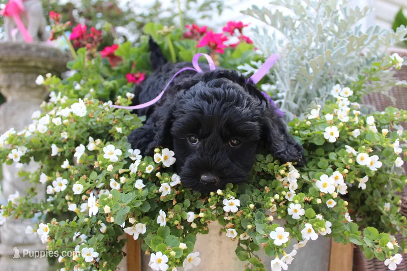 Onyx – Cockapoo, Poodle - Toy  puppy for sale in Russellville, KY