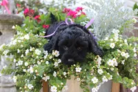 Onyx, a female Cockapoo and Poodle - Toy  for sale in Russellville, KY – 5 of 7