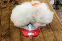 Frosty, a male Maltipoo and Maltese for sale in Russellville, KY – 5 of 6