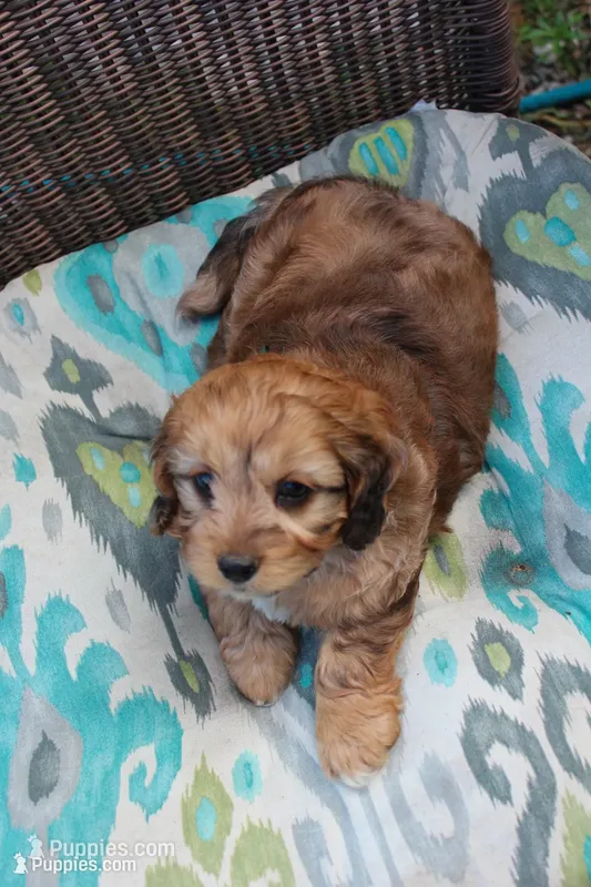 Peter Pan(chocolate merel) – Cockapoo, Poodle - Toy  puppy for sale in Russellville, KY