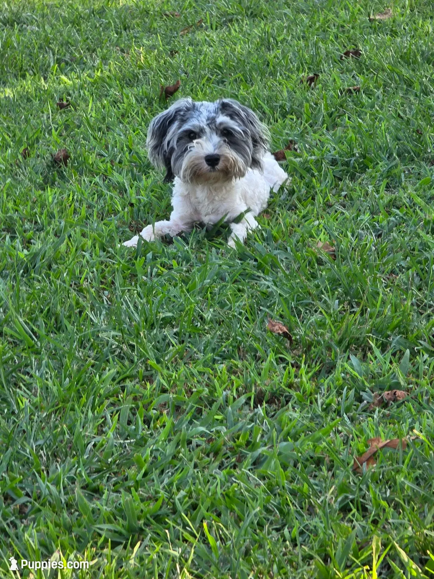 Buddy (blue Merle parti), a male Maltipoo and Maltese for sale in Russellville, KY – 1 of 10