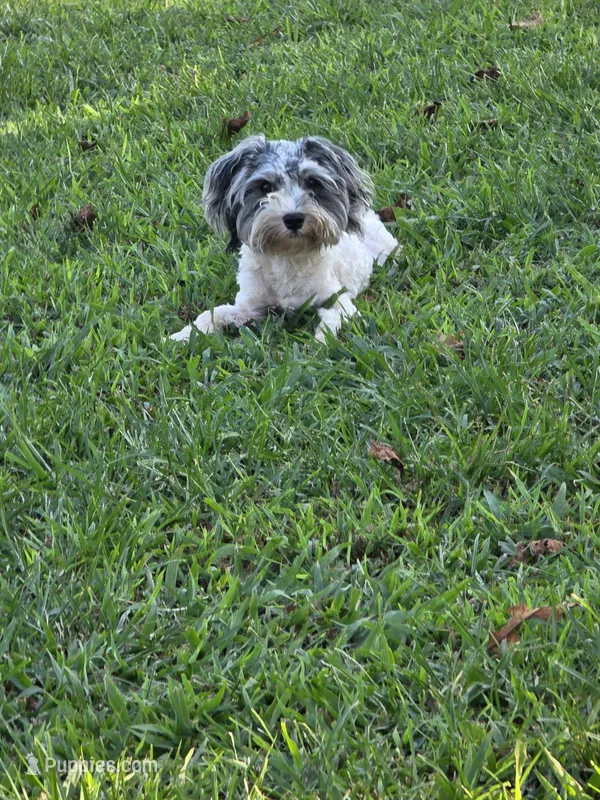 Romeo (blue Merle parti) – Maltipoo, Maltese puppy for sale in Russellville, KY