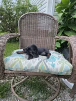 Weiner Dan, a male Miniature Dachshund for sale in Russellville, KY – 8 of 10