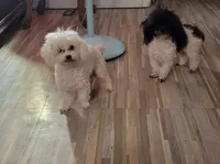 Tito, a male Poodle - Toy  for sale in Russellville, KY – 9 of 9