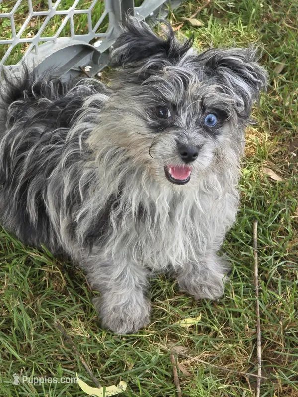 Beebee ,(blue eye) – Pomapoo, Pomeranian puppy for sale in Russellville, KY