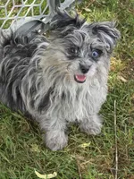Beebee ,(blue eye), a female Pomeranian and Poodle - Toy  for sale in Russellville, KY – 1 of 9