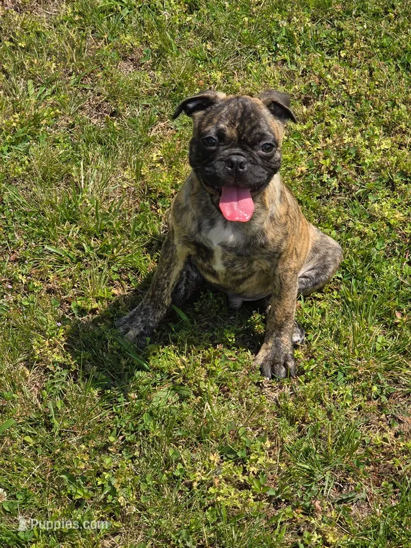 Biggie – Boston Terrier, Pug puppy for sale in Russellville, KY