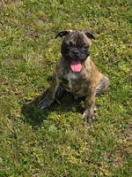 Biggie, a male Boston Terrier and Pug for sale in Russellville, KY – 1 of 3