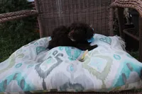 Poodandy, a male Poodle - Toy  for sale in Russellville, KY – Photo 3 of 4