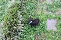 Poodandy, a male Poodle - Toy  for sale in Russellville, KY – Photo 4 of 4