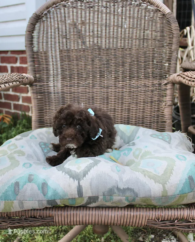 Poodandy – Poodle - Toy  puppy for sale in Russellville, KY