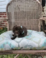 Poodandy, a male Poodle - Toy  for sale in Russellville, KY – Photo 2 of 4