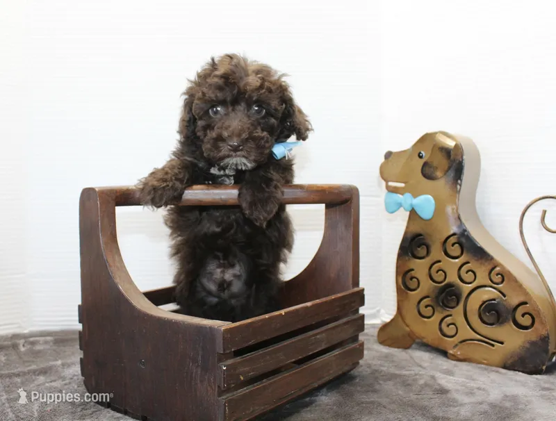 Poodandy – Poodle - Toy  puppy for sale in Russellville, KY